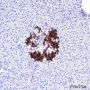 Anti-Notch1 Rabbit mAb