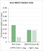 Anti-BRD2 Rabbit mAb