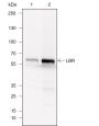 Anti-Lamin B Receptor / LBR Mouse mAb