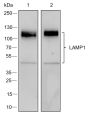 Anti-LAMP1 Rabbit mAb