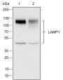 Anti-LAMP1 Rabbit mAb