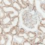 Anti-LAMP1 Rabbit mAb