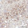 Anti-LAMP1 Rabbit mAb