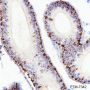 Anti-LAMP1 Rabbit mAb