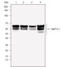 Anti-NAP1L1 Rabbit mAb