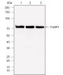 Anti-FUBP1 Rabbit mAb