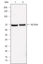 Anti-NCOA4 Mouse mAb