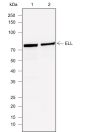 Anti-ELL Mouse mAb