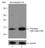 Anti-Phospho-Histone H2A.X (Ser139) Mouse mAb