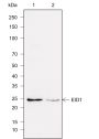 Anti-EID1 Rabbit mAb