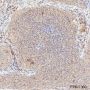 Anti-EID1 Rabbit mAb