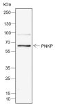 Anti-PNKP Rabbit mAb