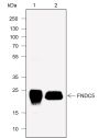 Anti-FNDC5 Rabbit mAb