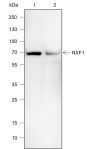 Anti-NXF1 Mouse mAb