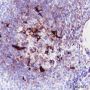 Anti-Mer Rabbit mAb