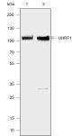 Anti-UHRF1 Mouse mAb