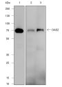 Anti-OAS2 Mouse mAb