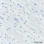 Anti-EBI3 Rabbit mAb