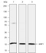 Anti-ARF1 Rabbit mAb