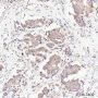 Anti-GOLGA2/GM130 Rabbit mAb