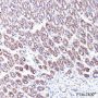 Anti-GOLGA2/GM130 Rabbit mAb