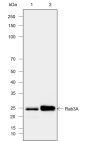 Anti-Rab3A Rabbit mAb
