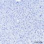 Anti-Rab3A Rabbit mAb