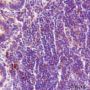 Anti-Cdc25B Rabbit mAb