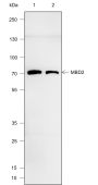 Anti-MBD2 Mouse mAb