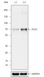 Anti-PLK1 Rabbit mAb