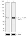 Anti-Phospho-Cdc37 (Ser13) Rabbit mAb