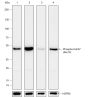 Anti-Phospho-Cdc37 (Ser13) Rabbit mAb