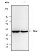 Anti-TBX1 Rabbit mAb
