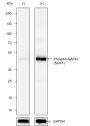 Anti-Phospho-GAP43 (Ser41) Rabbit mAb