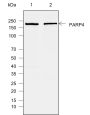 Anti-PARP4 Rabbit mAb