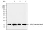 Anti-Mono/Di/Tri-Methyl-Histone H3 (Lys79) Rabbit mAb
