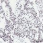 Anti-Mono/Di/Tri-Methyl-Histone H3 (Lys79) Rabbit mAb