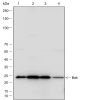 Anti-Bak Rabbit mAb