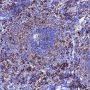 Anti-Ferritin Heavy Chain Rabbit mAb