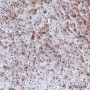 Anti-Ferritin Heavy Chain Rabbit mAb