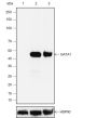 Anti-GATA1 Rabbit mAb