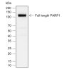 Anti-Cleaved PARP1 p25 Rabbit mAb