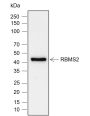 Anti-RBMS2 Rabbit mAb