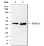 Anti-RBMS2 Rabbit mAb