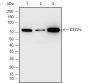 Anti-CTCFL Rabbit mAb