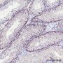 Anti-CTCFL Rabbit mAb