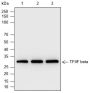 Anti-TFIIF beta Rabbit mAb