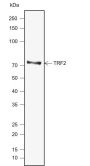 Anti-TRF2 Mouse mAb