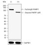 Anti-Cleaved PARP1 p85 Rabbit mAb