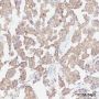 Anti-eIF4A2 Rabbit mAb